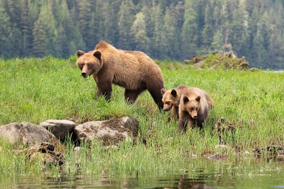 The best time to spot a grizzly is between August and October.