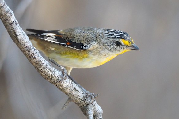 The striated pardalote is found across most of Australia.