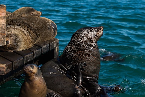 Seals in Port Phillip Bay.