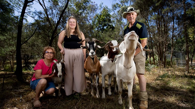 Maroondah Council ends popular Mullum Mullum Creek grazing program