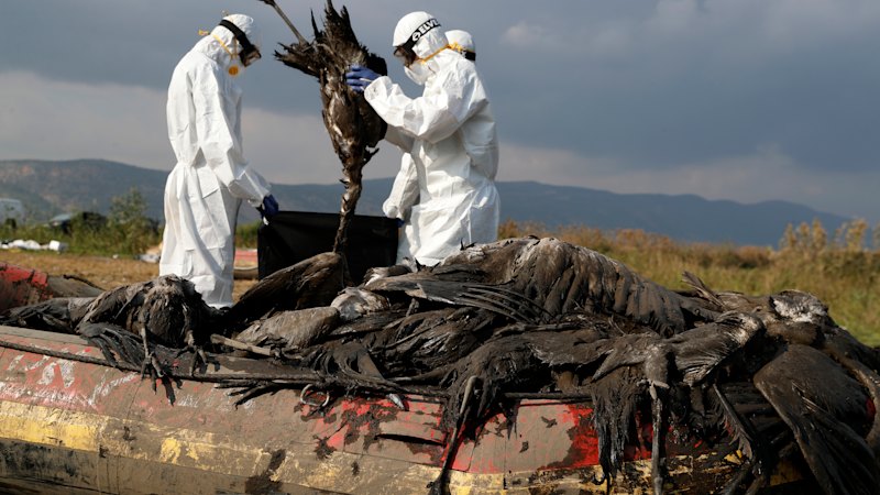 The stakes for threatened species—and why experts fear the worst