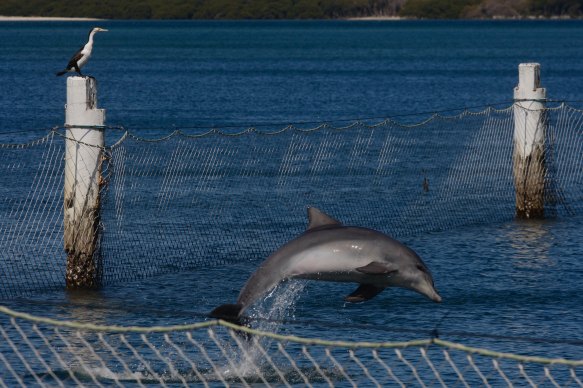 The dolphin has been in the enclosure since Thursday.
