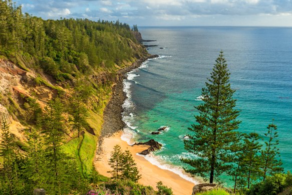 The famous pines of Norfolk Island.