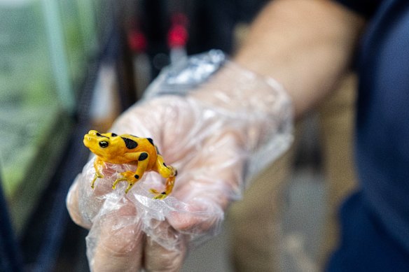 The researchers are working toward the release of Panamanian golden frogs, an icon of the country.