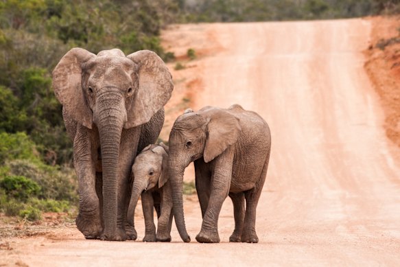 Port Elizabeth’s biggest attraction is the wildlife beyond.