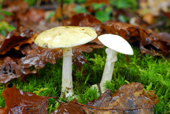 Death cap mushrooms.