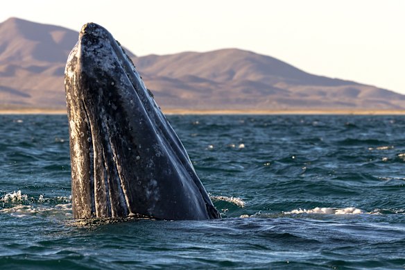 Grey whale in the San Ignacio Lagoon.
