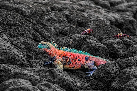 A fabulously coloured “Christmas” iguana.
