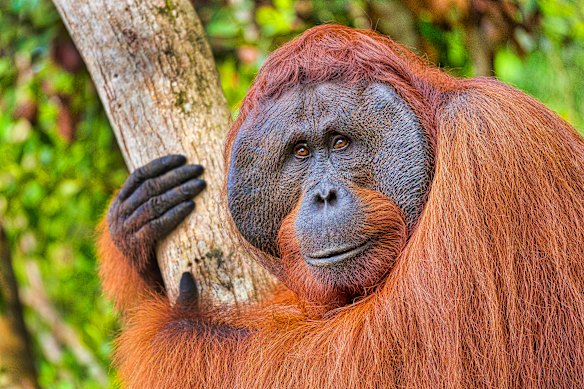 Indonesia’s Kalimantan, on the island of Borneo, the world’s third-largest island, is a critical habitat for orangutans.