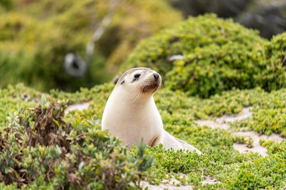 An Australian fur seal spotted at Seal Bay Conservation Park on South Australia’s wildlife-rich Kangaroo Island.