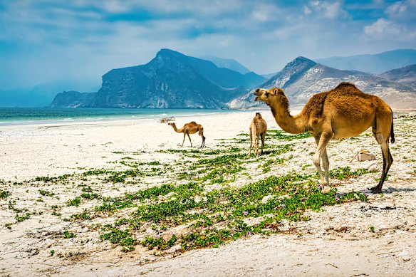 Wild camels on Mughsail Beach near Salalah in Oman.
