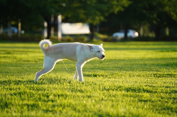 Dogs can turn inner-city parks into dog toilets. 