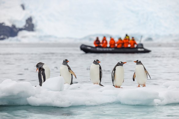 Gentoo penguins in Antarctica observed by cruise ship passengers in a passing Zodiac.