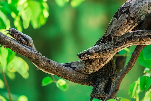 The boa constrictor is a species of large, non-venomous snake inhabiting the rainforests of the Peruvian Amazon. 