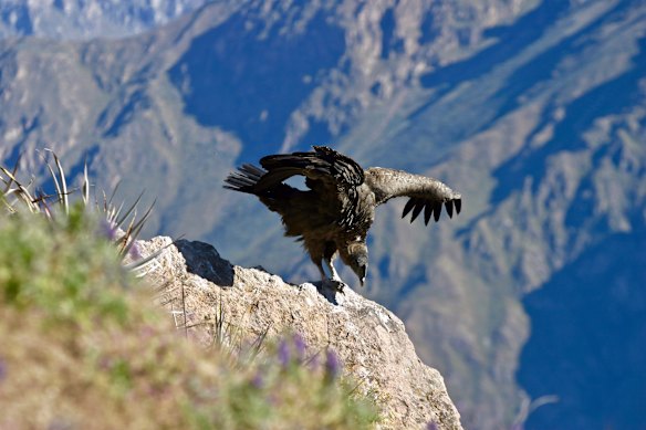 A juvenile Andean condor preparing for takeoff.