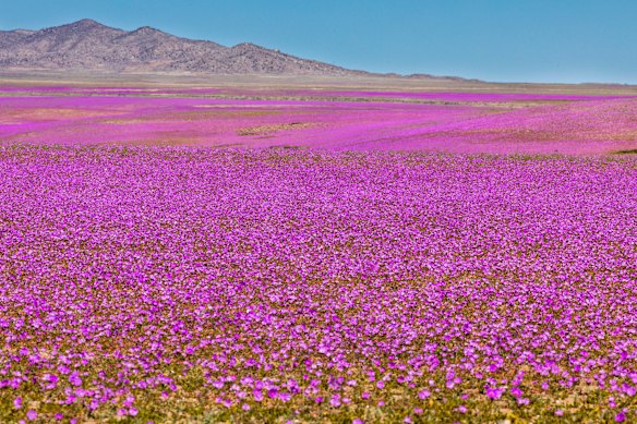 When rain comes to the Atacama Desert, fields of flowers suddenly appear.