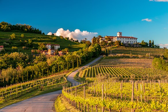 Savour both the wine and the vineyards of Rosazzo, Udine, Friuli Venezia-Giulia. 