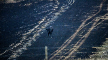 A cow at a burnt farm in Gippsland, Victoria. Early estimates from Gippsland and northern Victoria are that up to 13,000 beef and dairy cows have been lost to fire.