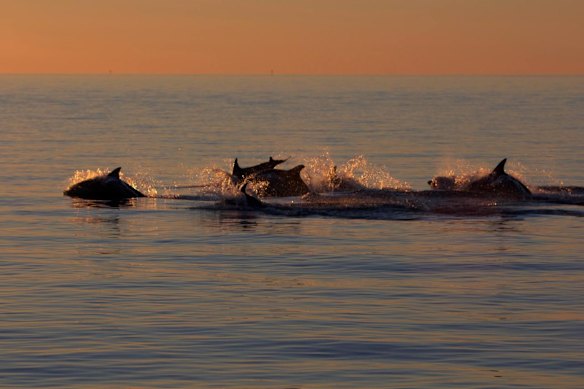 Dolphins with close friendships showed fewer signs of ageing on a cellular level than loners.