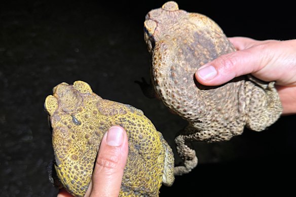 These cane toads were found in Derby – around 220 kilometres north of Broome. 