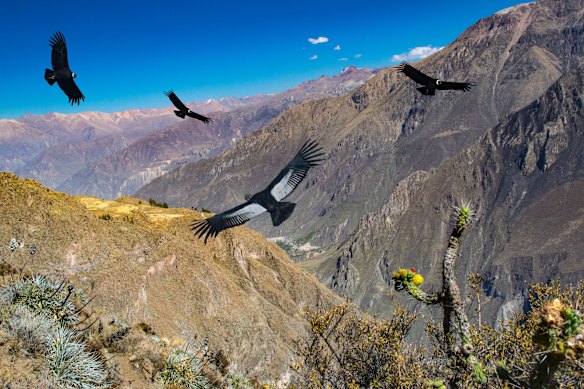 Andean condors have a wingspan of about three metres.