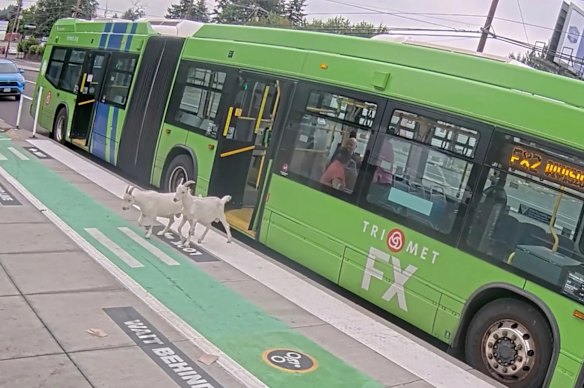 Two loose pygmy goats unexpectedly wandered onto a bus in Portland, Oregon.