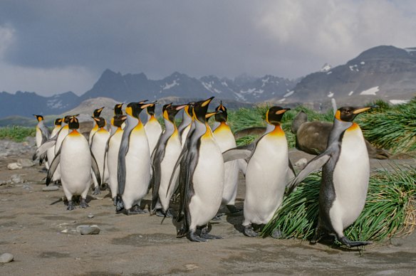 King penguins on parade on South Georgia Island.