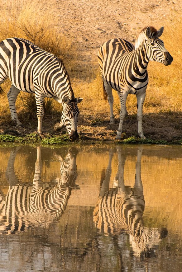 Showing their stripes in the Kruger National Park.