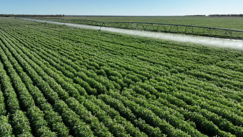 St Ronans was one of the first group of properties to grow dryland cotton in Queensland’s Far North.