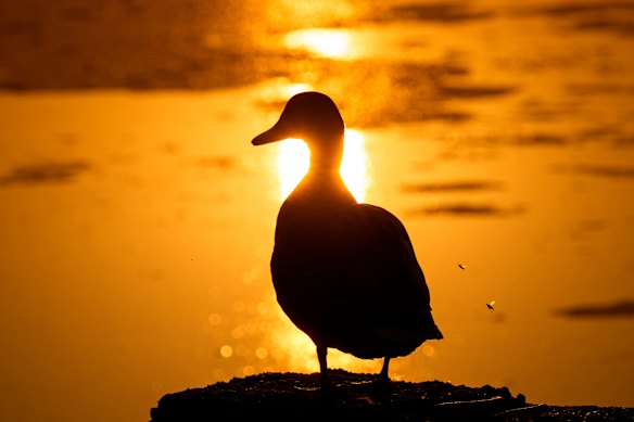 A duck is silhouetted against the setting sun in a park in Bucharest, Romania.