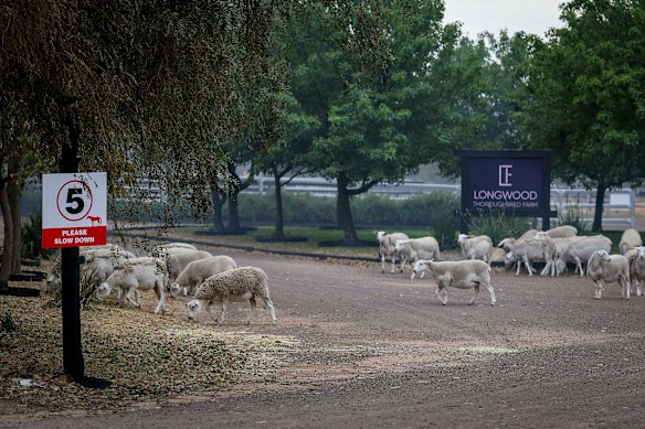 Sheep roam around Ruffy after fencing was burned down. There are concerns about a significant loss of livestock. 