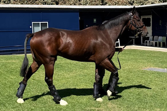 Ka Ying Rising at Canterbury on Monday.
