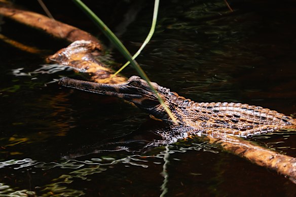The elusive false gharial.