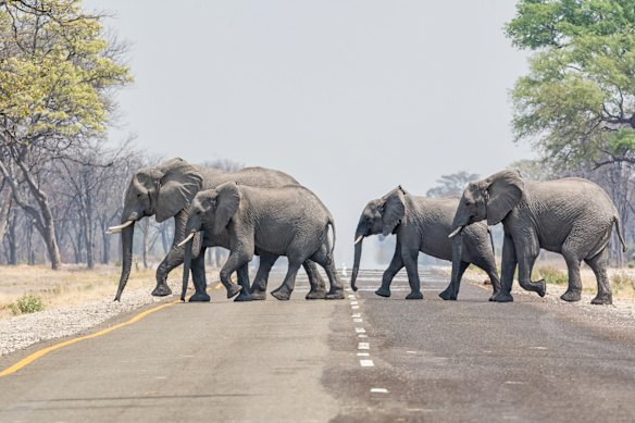 A family of elephants crosses the road in the Caprivi Strip, Namibia.