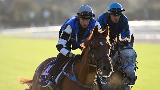 Vauban (left) will attempt to win the Cup today, his third running in the race.