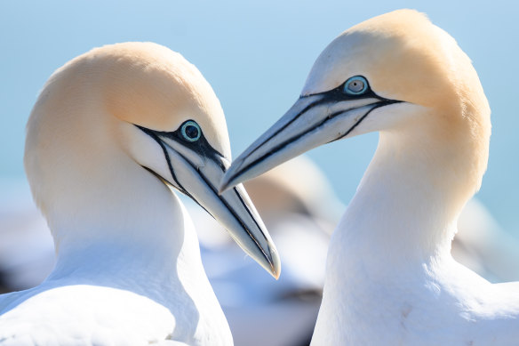 In bluish   gannets, the birds that past   avian influenza are near  with blacked-out eyes.