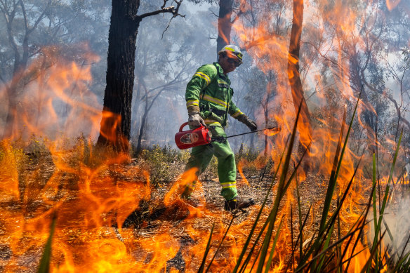 Firefighters carry out a planned burn in Bendigo National Park in 2023. But do prescribed burns work?