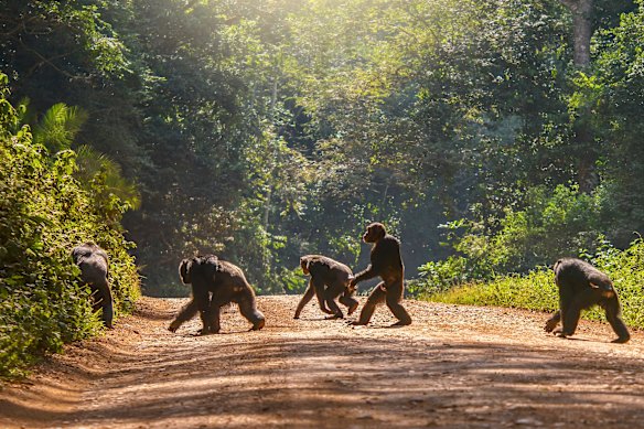 Scientists believe the chimpanzees’ social structure could have been disrupted by a number of factors.