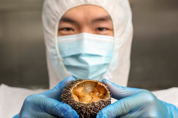 Unprocessed long-spined sea urchins.