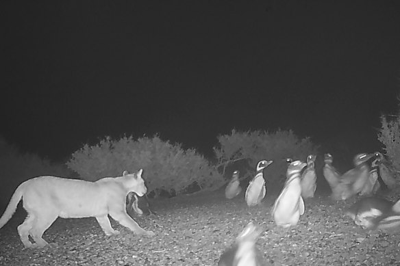 The return of pumas brought top predators back to the landscape.