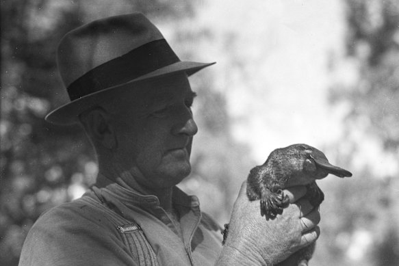 David Fleay, a serious scientist and a showman, with a platypus in an image bequeathed to the museum.