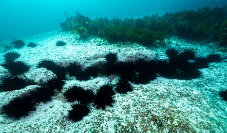 Longspined sea urchins on the edge of a kelp forest off Eden on the NSW South Coast.