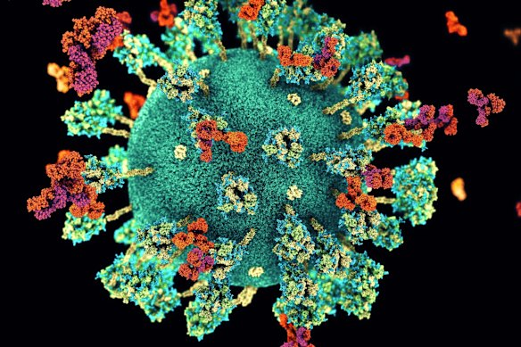 Antibodies, in red, binding to a virus in green.