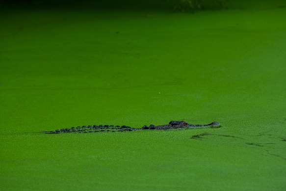 The project was in the lead-up to the CROC! exhibition at the Queensland Museum. 