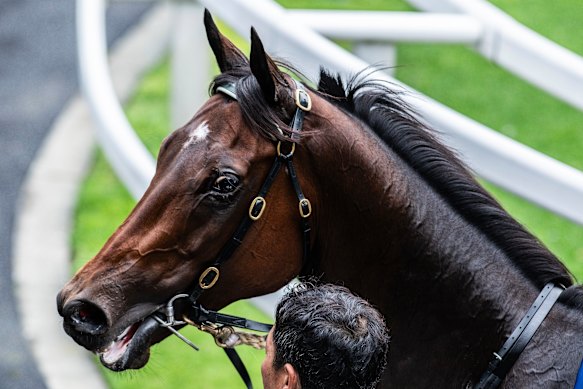 Everest favourite Ka Ying Rising.
