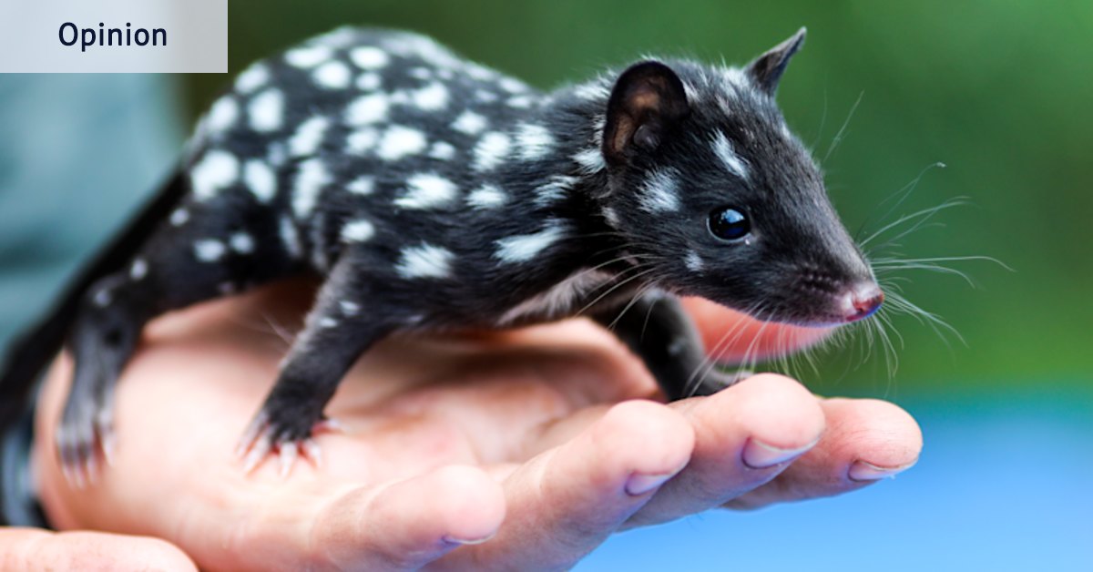 I mentioned quolls and not one person knew what they were