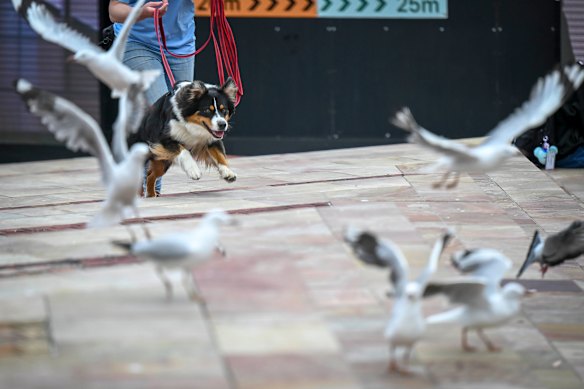 Freya loves chasing birds and being the centre of attention.