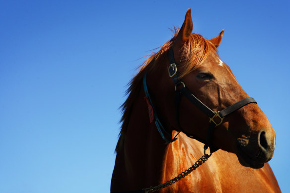 Racing returns to Canterbury on Thursday.