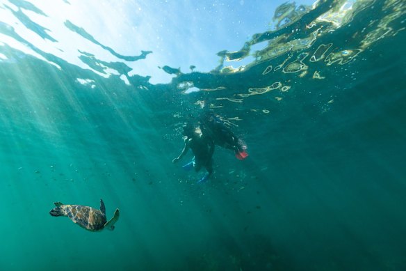 Meeting a local at Shelly Beach.