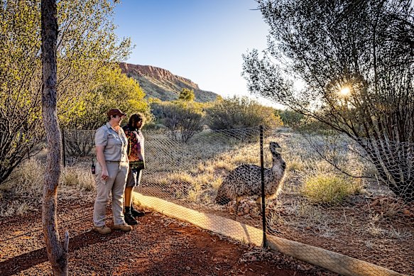Wildlife enclosure at Alice Springs Desert Park.